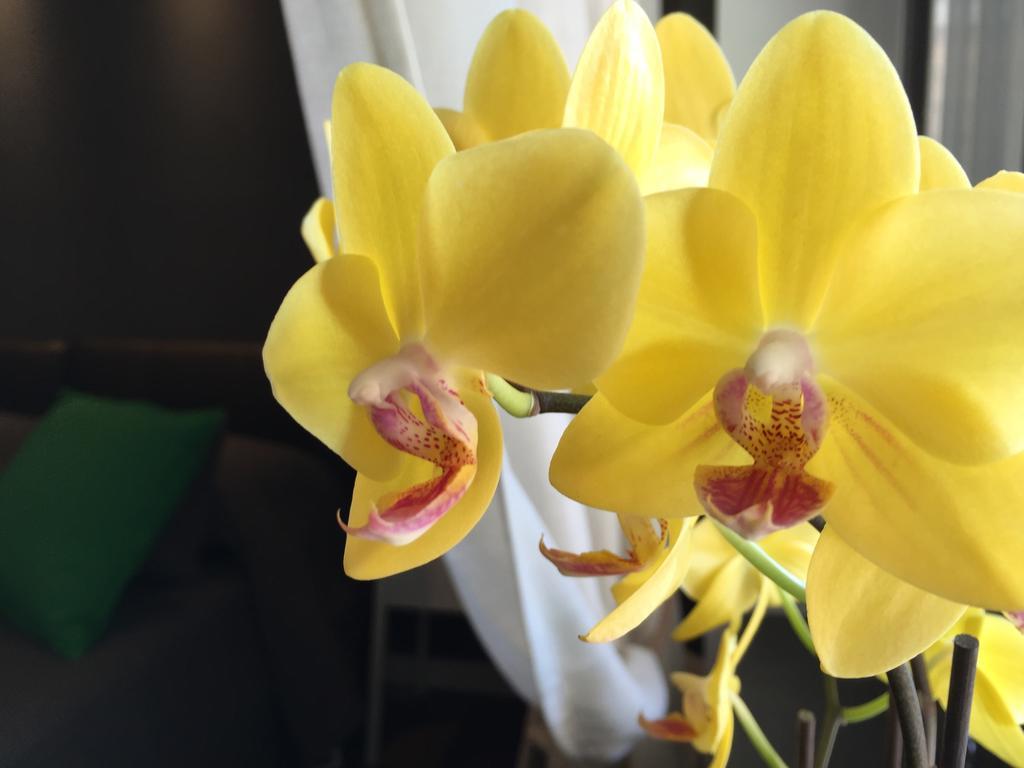 Domi Apartments Wellness 폼페이 외부 사진
